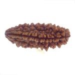 29.30 MM Ek Mukhi Rudraksha