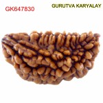 29.30 MM Ek Mukhi Rudraksha