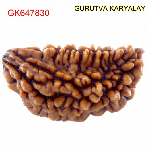 29.30 MM Ek Mukhi Rudraksha