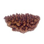 31.91 MM Ek Mukhi Rudraksha