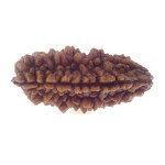 31.91 MM Ek Mukhi Rudraksha