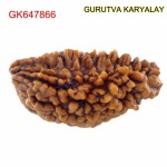 31.91 MM Ek Mukhi Rudraksha