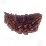 33.59 MM Ek Mukhi Rudraksha