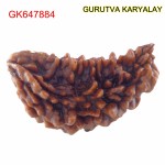 33.59 MM Ek Mukhi Rudraksha
