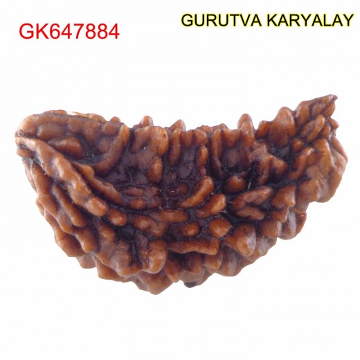 33.59 MM Ek Mukhi Rudraksha
