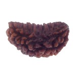 30.18 MM Ek Mukhi Rudraksha