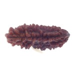 30.18 MM Ek Mukhi Rudraksha