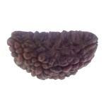 32.72 MM Ek Mukhi Rudraksha