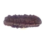 32.72 MM Ek Mukhi Rudraksha