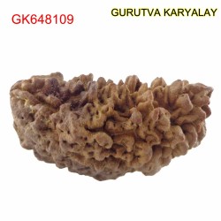37.50 MM 1 Mukhi Rudraksh One Face Rudraksh