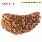 37.90 MM 1 Mukhi Rudraksh One Face Rudraksh