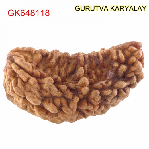 37.90 MM 1 Mukhi Rudraksh One Face Rudraksh