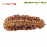 37.90 MM 1 Mukhi Rudraksh One Face Rudraksh