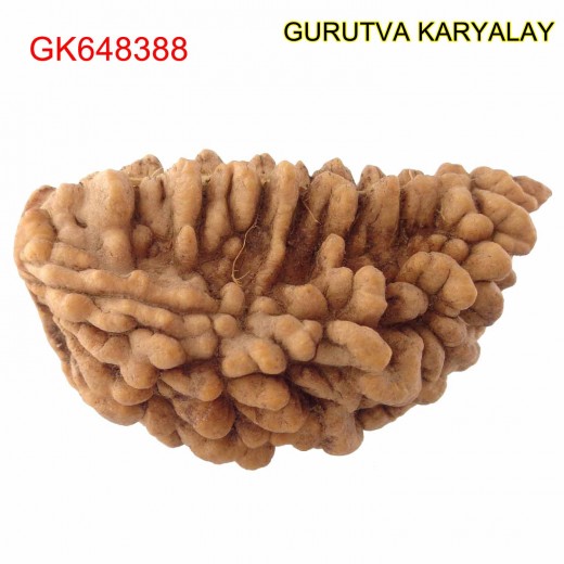 37.02 MM 1 Mukhi Rudraksh One Face Rudraksh