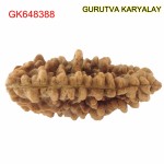 37.02 MM 1 Mukhi Rudraksh One Face Rudraksh