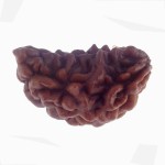 27.55 MM Ek Mukhi Rudraksha