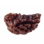 27.55 MM Ek Mukhi Rudraksha