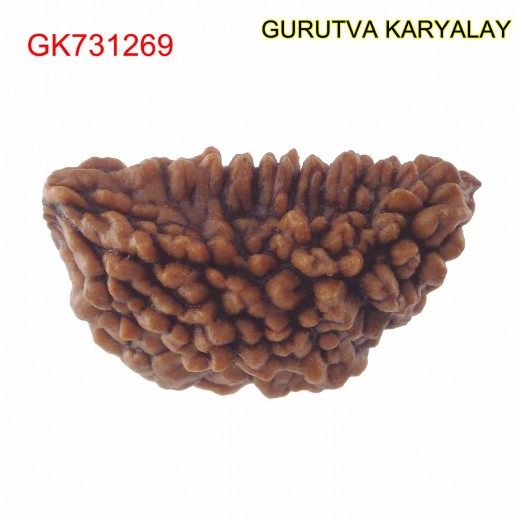28.59 MM Ek Mukhi Rudraksha