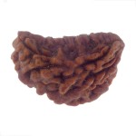 29.70 MM Ek Mukhi Rudraksha