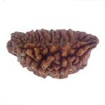 29.91 MM Ek Mukhi Rudraksha
