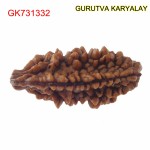 29.91 MM Ek Mukhi Rudraksha