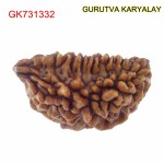 29.91 MM Ek Mukhi Rudraksha