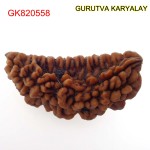 36.01 MM Ek Mukhi Rudraksha
