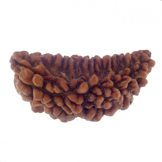 36.01 MM Ek Mukhi Rudraksha
