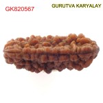34.84 MM Ek Mukhi Rudraksha
