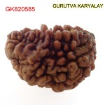 30.41 MM Ek Mukhi Rudraksha