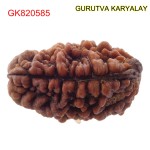 30.41 MM Ek Mukhi Rudraksha