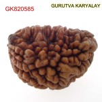 30.41 MM Ek Mukhi Rudraksha
