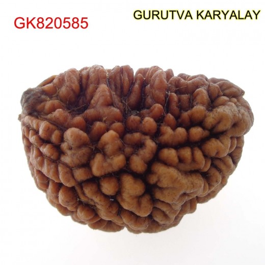 30.41 MM Ek Mukhi Rudraksha
