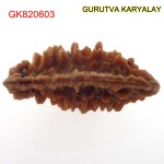 37.22 MM Ek Mukhi Rudraksha