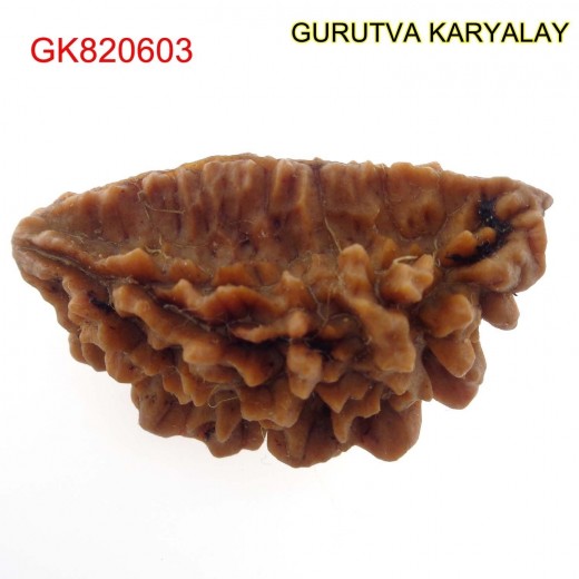 37.22 MM Ek Mukhi Rudraksha