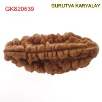 33.33 MM Ek Mukhi Rudraksha