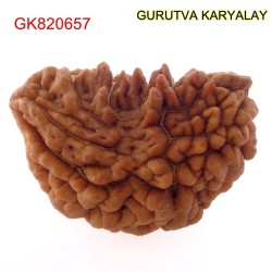 32.88 MM Ek Mukhi Rudraksha