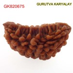 32.75 MM Ek Mukhi Rudraksha