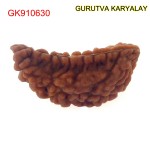 29.98 MM Ek Mukhi Rudraksha