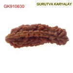 29.98 MM Ek Mukhi Rudraksha