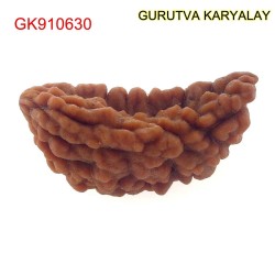 29.98 MM Ek Mukhi Rudraksha