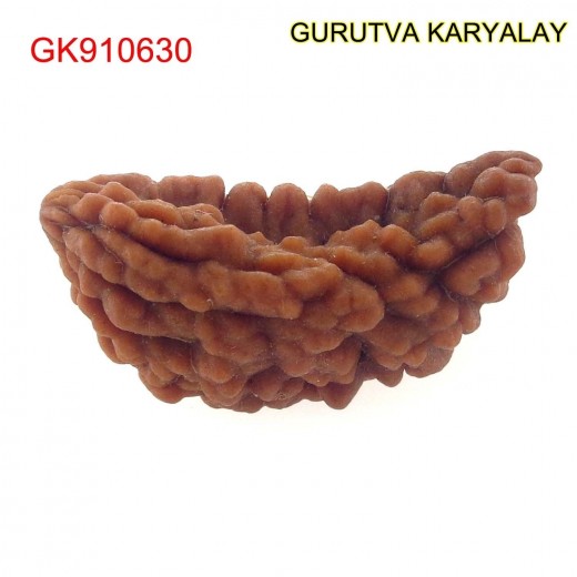 29.98 MM Ek Mukhi Rudraksha