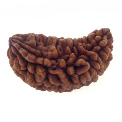 34.17 MM Ek Mukhi Rudraksha