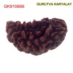 35.53 MM Ek Mukhi Rudraksha