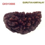 35.53 MM Ek Mukhi Rudraksha