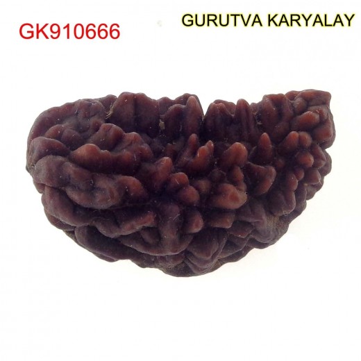 35.53 MM Ek Mukhi Rudraksha