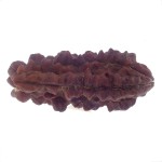 36.59 MM Ek Mukhi Rudraksha