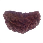 36.59 MM Ek Mukhi Rudraksha