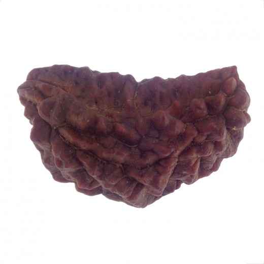 36.59 MM Ek Mukhi Rudraksha