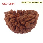 30.23 MM Ek Mukhi Rudraksha